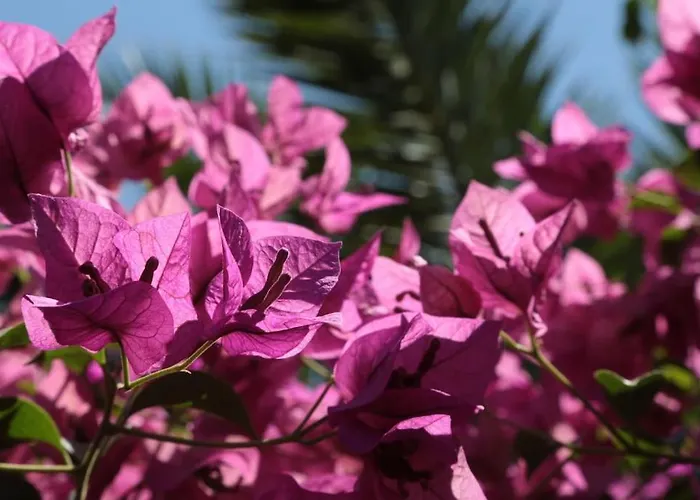 Apartament Lux Benak - Barbara